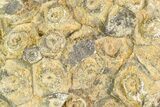 Fossil Coral (Actinocyathus) Head - Morocco #105710-1